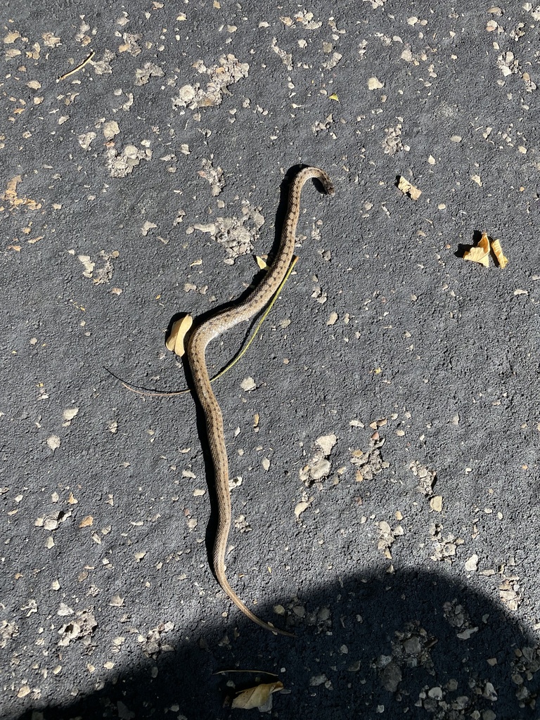 Dekay's Brownsnake From Sherman Avenue Park, Springfield, Oh, Us On 