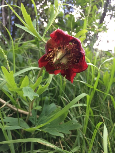 iNaturalist observation photo of California Peony