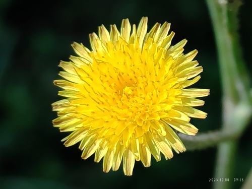 Sonchus wightianus DC.