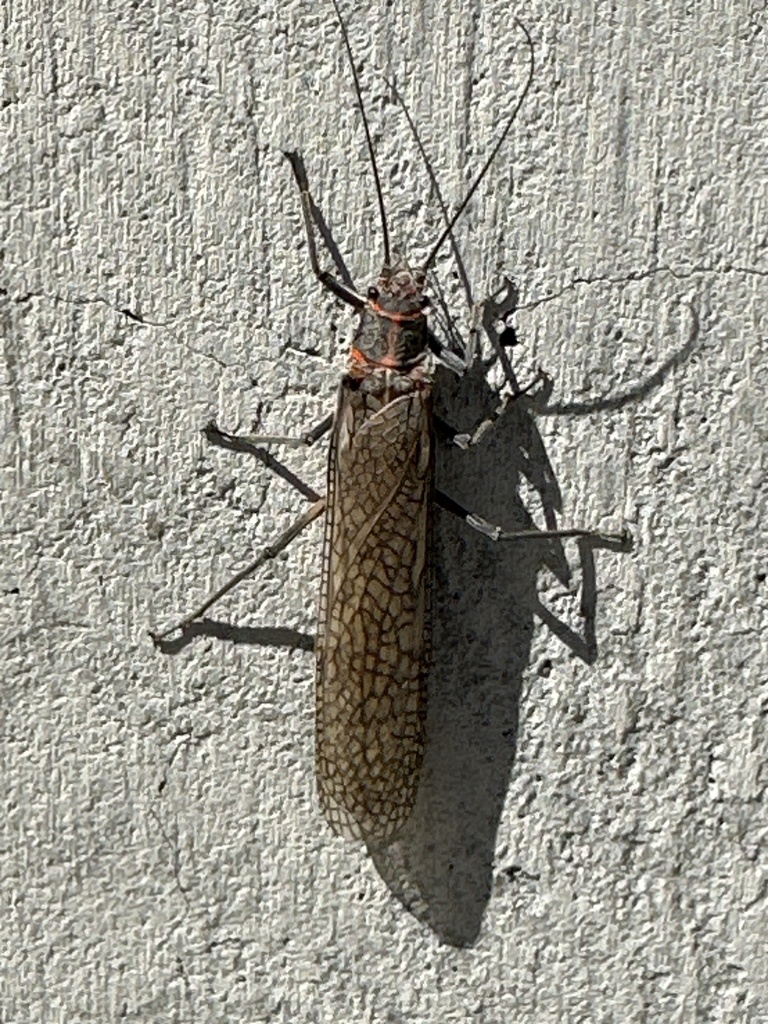 Giant Stoneflies and Salmonflies from Buffalo Bill Reservoir, Cody, WY ...