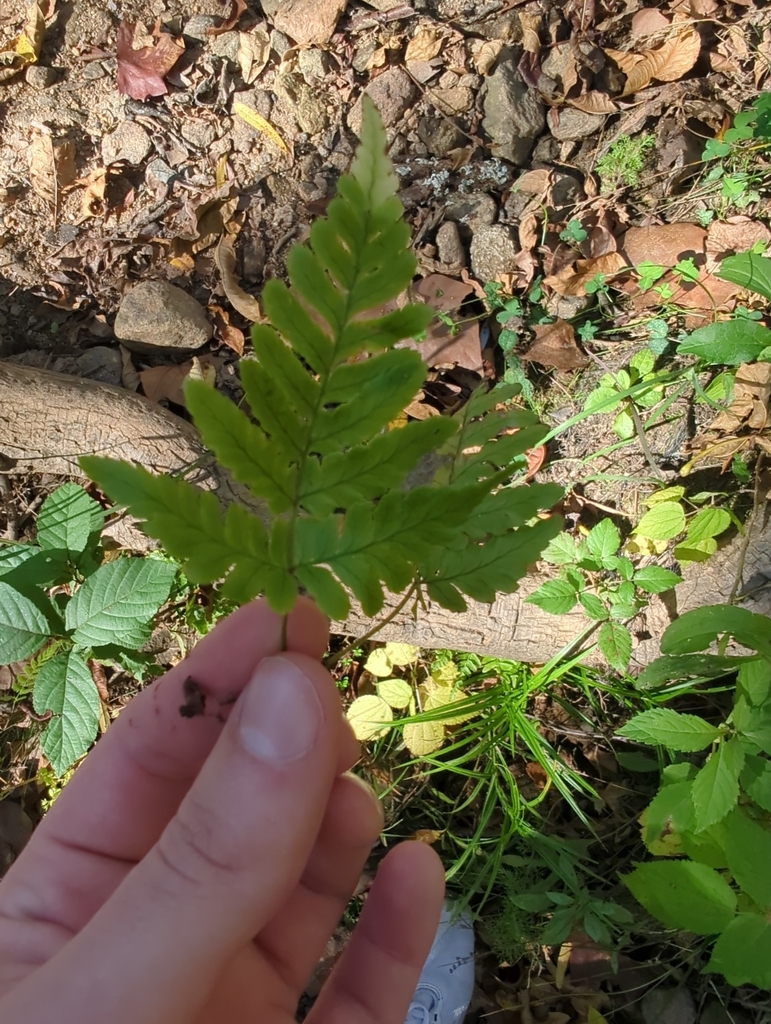 Triangular Blade Fern wood ferns from Greenville, SC 29601, USA on October 28, 2023 at 03:11 ...
