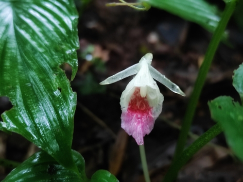 Andaman Fingerroot (Boesenbergia siphonantha)