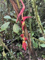 Heliconia pogonantha image