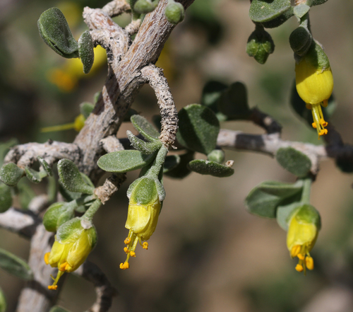 Zygophyllum atriplicoides