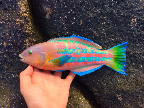 Christmas Wrasse