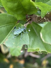 Exophthalmus jekelianus image