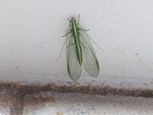 Chrysoperla downesi