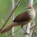 Yellow-chinned Spinetail - Photo (c) Laurent Quéno, all rights reserved, uploaded by Laurent Quéno