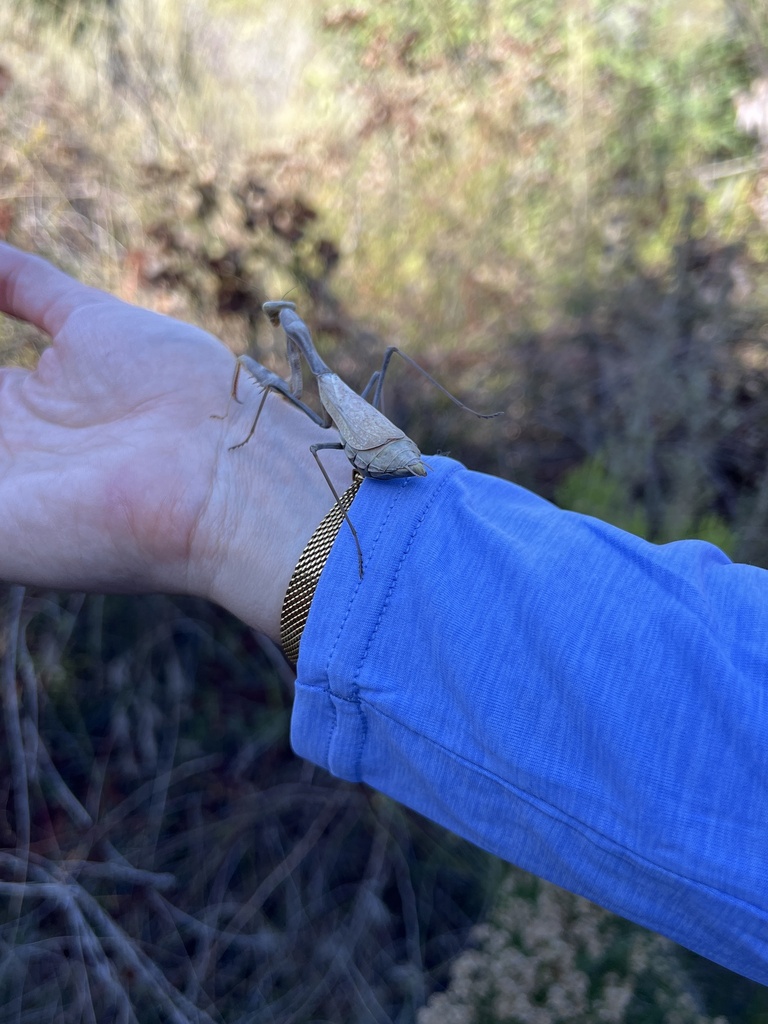 Arizona Mantis from Doe Pt, San Diego, CA, US on October 28, 2023 at 02 ...