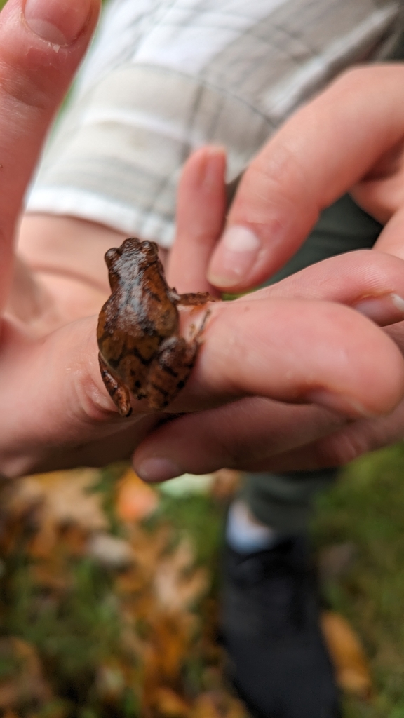 Spring Peeper from Fabius Township, MI, USA on October 14, 2023 at 03