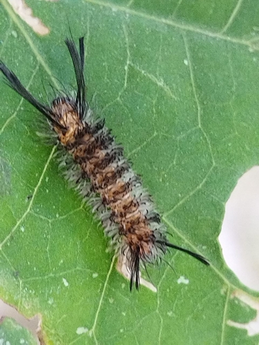 Black-banded Wasp Moth