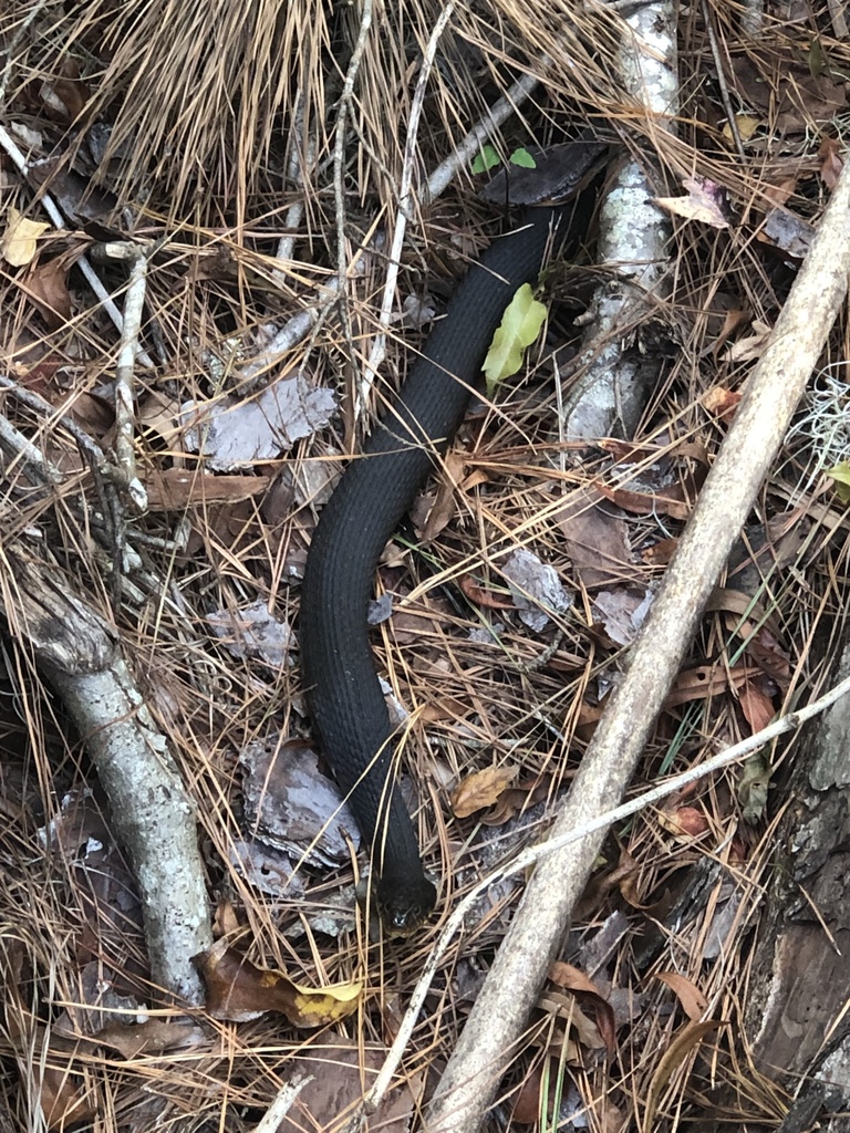 Banded Watersnake from Hilton Head Island, Hilton Head Island, SC, US ...