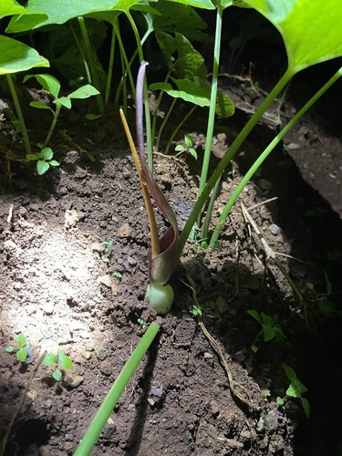 Typhonium aungmyintwinii
