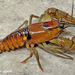 Spring River Crayfish - Photo (c) Dustin Lynch, all rights reserved, uploaded by Dustin Lynch