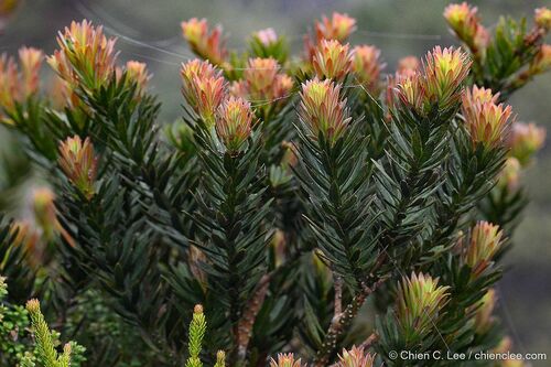 Podocarpus brevifolius