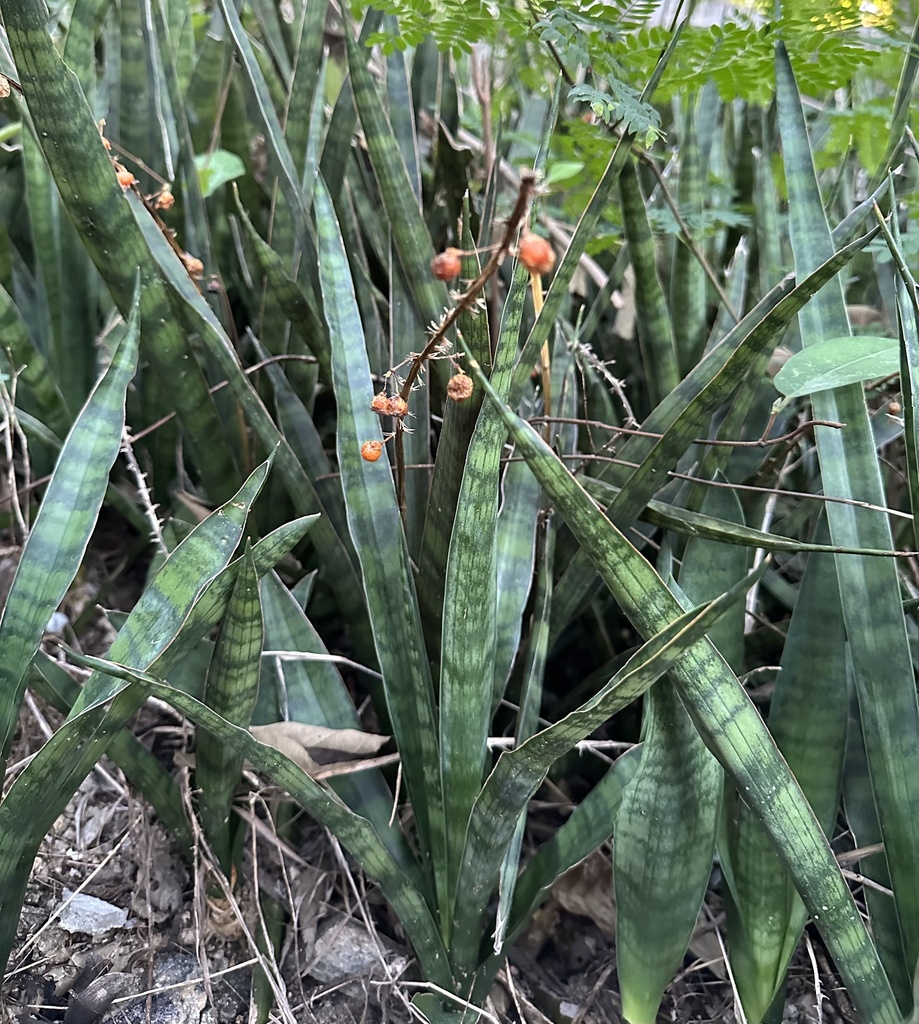Sansevieria burmanica  iNaturalist