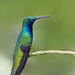 Mango Hummingbirds - Photo (c) sdrov, all rights reserved, uploaded by sdrov