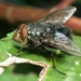 Orange-bearded Bluebottle Fly - Photo (c) Rui Andrade, all rights reserved, uploaded by Rui Andrade
