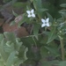 Houstonia parviflora - Photo (c) Frances, todos los derechos reservados, subido por Frances