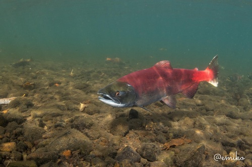 Sockeye Salmon