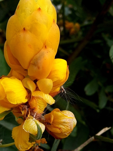 Candelabra Bush