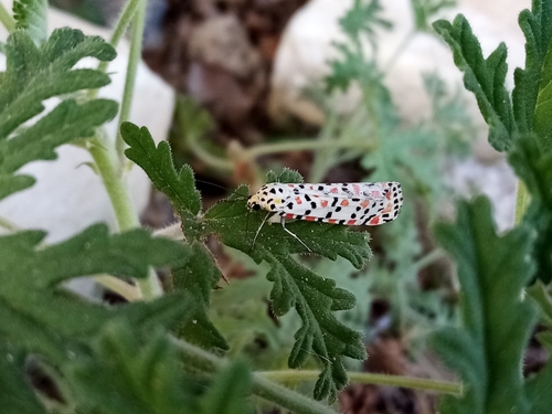 Crimson-speckled Flunkey