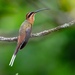 Planalto Hermit - Photo (c) Joao Quental, all rights reserved, uploaded by Joao Quental