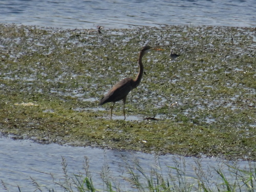 Purple Heron