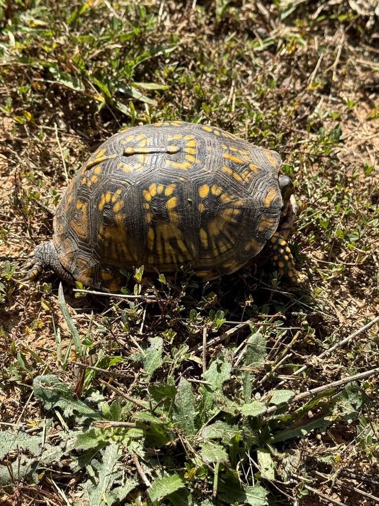 Common Box Turtle in October 2023 by cbutler7038 · iNaturalist