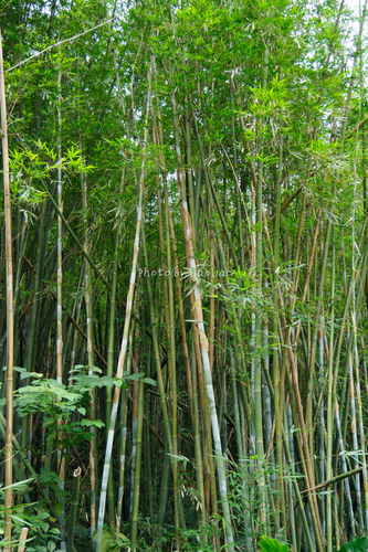 Punting Pole Bamboo