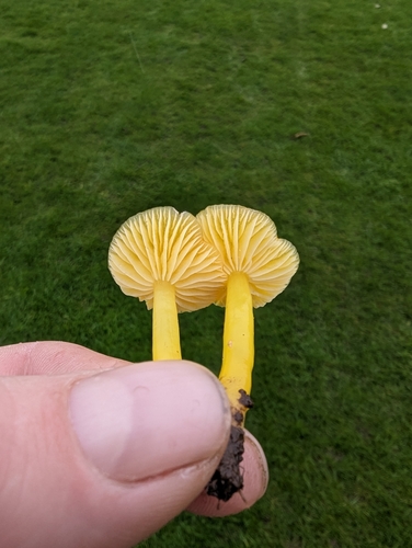 Butter Waxcap