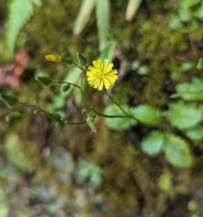 Youngia japonica image