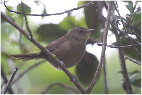 Malagasy Brush-Warbler