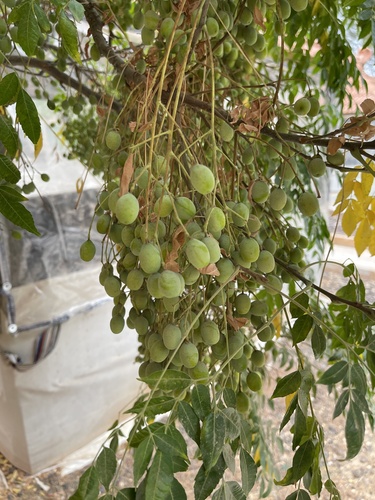 Chinaberry