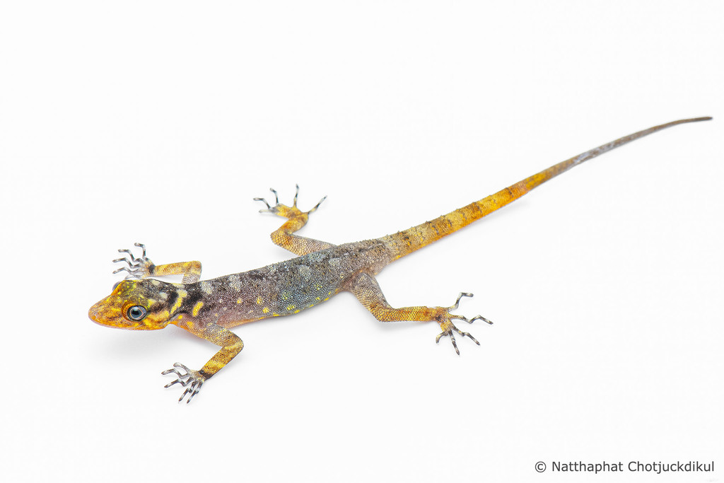 Twin-spotted Round-eyed Gecko