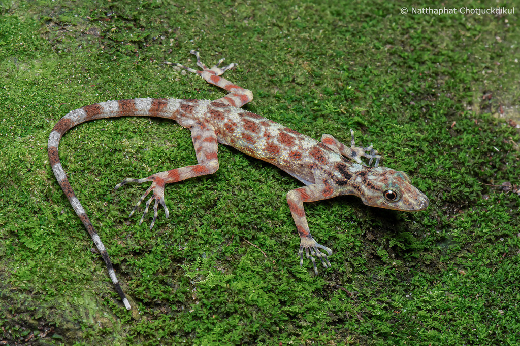 Kumpol's Round-eyed Gecko (Cnemaspis kumpoli)
