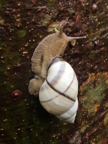 Banded Tree Snail