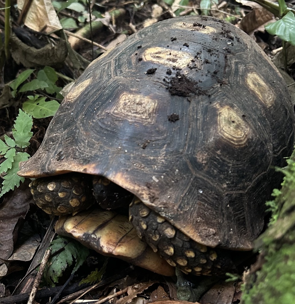 Brazilian Giant Tortoise in August 2023 by bobmahone13 · iNaturalist