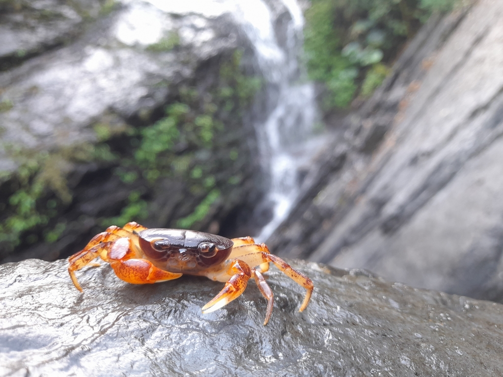 Geothelphusa wutai in October 2023 by ihenglan · iNaturalist