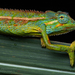 Montane Side-striped Chameleon - Photo (c) Frank Deschandol, all rights reserved, uploaded by Frank Deschandol