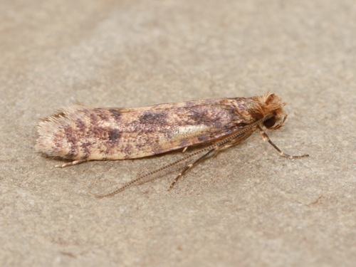 Cephimallota obscurostrigella