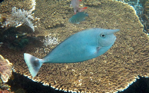Paletail Unicornfish