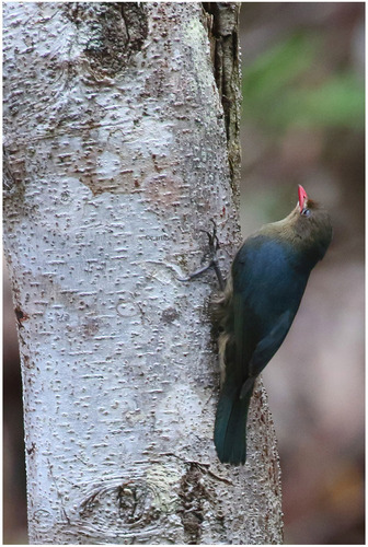 Nuthatch-Vanga