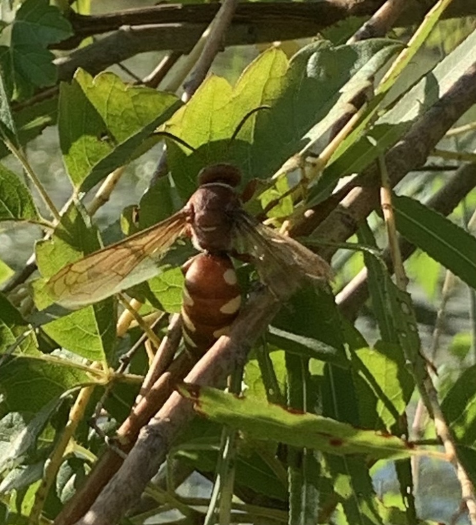 Sand Wasps from Bardwell Dam Rd, Ennis, TX, US on August 6, 2023 at 06