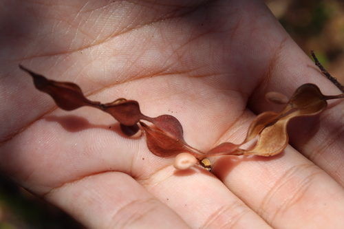 Pityrocarpa moniliformis