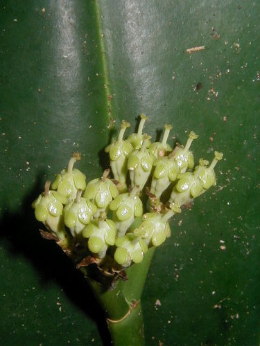 Euphorbia sinclairiana
