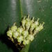 Euphorbia sinclairiana - Photo (c) Marcos Silveira, όλα τα δικαιώματα διατηρούνται, uploaded by Marcos Silveira