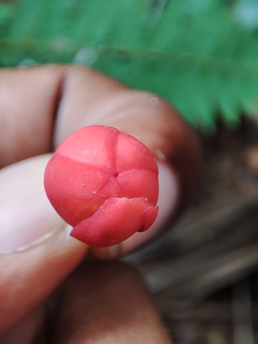 Symphonia globulifera - Whole tree