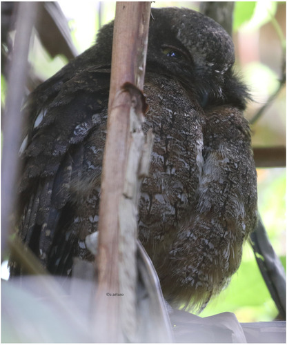 Madagascar Scops-Owl