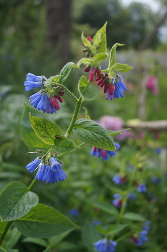Rough Comfrey